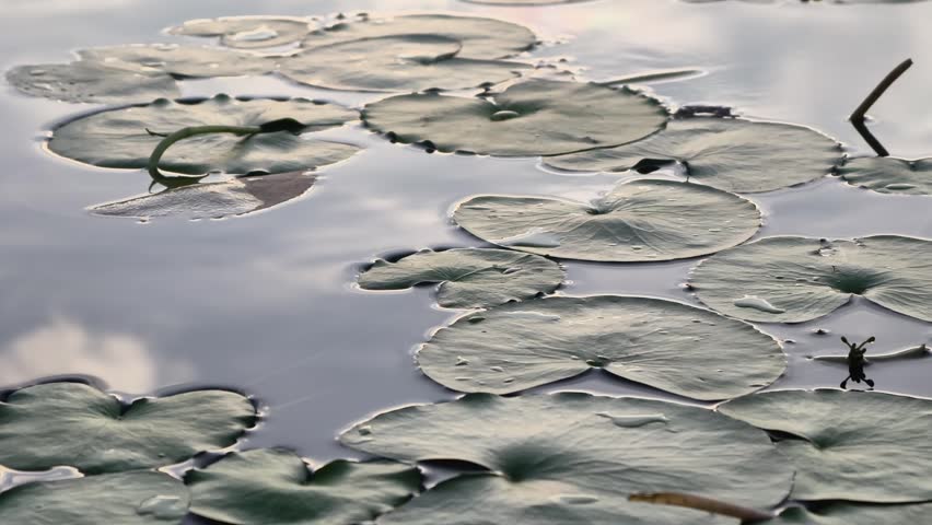 Tranquil water lily pads on pond surface at sunrise, serene natural pond landscape with sky reflection, ideal for organic background.