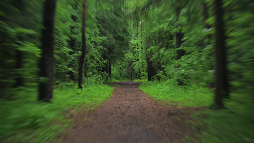 Forest trail winding through peaceful woodland