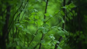 Rain drops on forest leaves close up - Powered by Shutterstock - Get 15% off with code: PIKWIZARD15