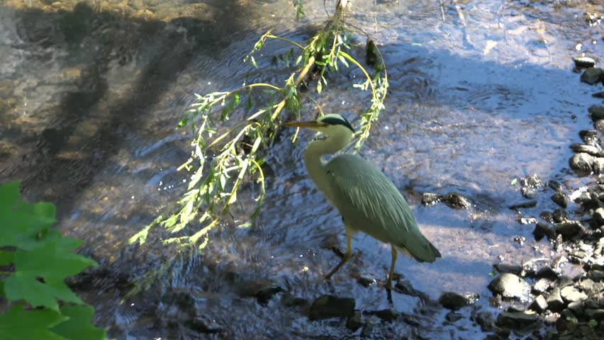 Majestic grey heron walking in the shallow water of a stream while hunting for prey