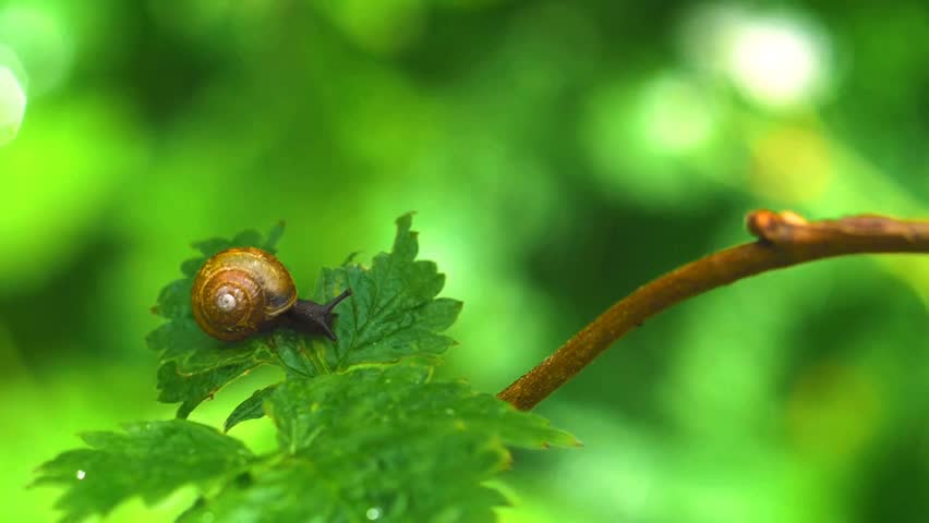 snail crawling across a wet green raspberry leaf in a lush garden