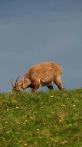 wild ibex in the grass in switzerland