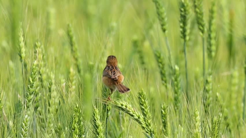 Close up of a small brown songbird perched on a green wheat stalk holding a worm in its beak, foraging for food in a bright agricultural field.