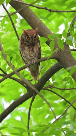 Close up portrait of a small brown owl with bright yellow eyes perched on a tree branch, camouflaged among vibrant green leaves and staring directly at the camera in a natural forest habitat.