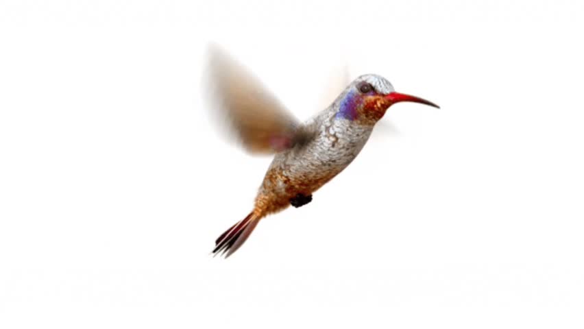 A colorful hummingbird captured in mid-flight with blurred wings and delicate details. Perfect for wildlife, nature, freedom, and biodiversity themed projects.