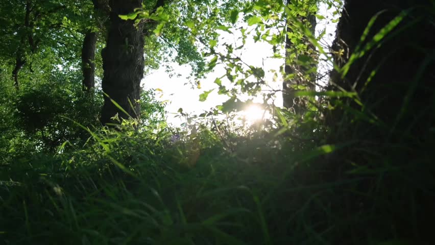 A low-angle shot of a lush, natural forest or plantation area. Large, sturdy tree trunks frame the left and right sides, while the ground is covered in lush green grass.