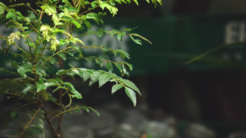 Close up of fresh green curry leaves with water drops after rain, cinematic organic nature background.