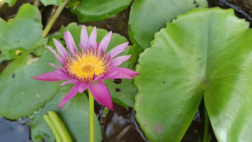 Purple Water Lily Flower Swaying Gently on Pond Surface