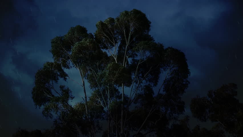 Intense real-time thunderstorm footage featuring multiple lightning strikes illuminating tall eucalyptus trees at night. Heavy rain falls diagonally in strong wind, creating a powerful moody atmosphere. Perfect for storm sequences, horror, drama, weather reports, or apocalyptic scenes.