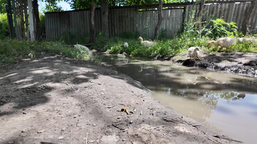 Domestic goslings swim in the river and search for food in the water and nibble grass on the shore