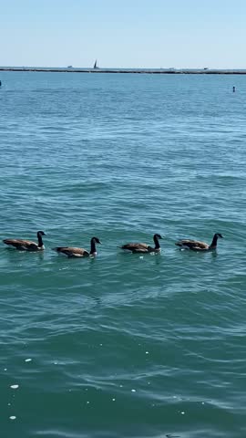 Ducks swimming peacefully on the waters of Lake Michigan in Chicago, Illinois, showcasing urban wildlife and a serene natural enviroment along the city´s waterfront.