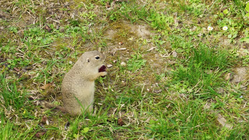 Ground squirrel standing upright on grassy ground with patches of soil. Animal makes subtle movements while remaining in an outdoor environment.