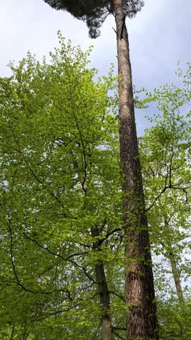 Tall trees in a forest, looking up the treetop of a coniferous tree against blue sky with clouds vertical video