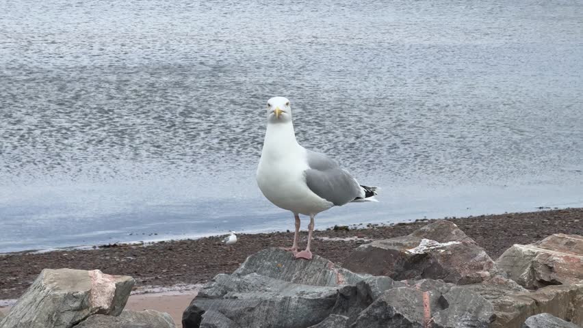  Seagulls on the Shore of the North Sea in Scotland