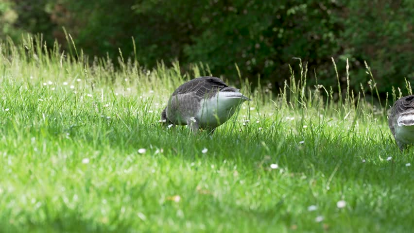 Greylag geese graze low among fresh grass and white daisies in a sunny park. The soft green background creates a quiet wildlife scene.