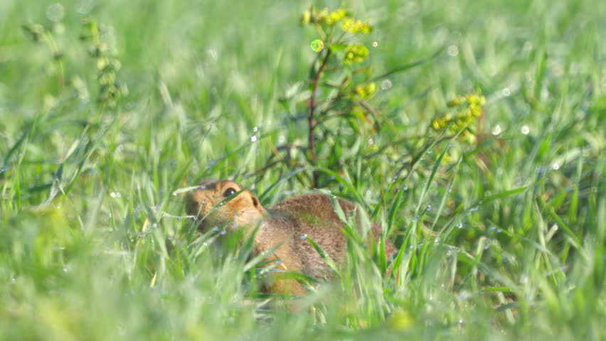 Ground squirrel (Unstriped ground squirrel)  in a meadow in green grass after rain. Wildlife. 