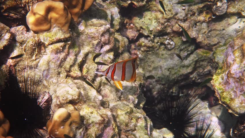 Copperband butterflyfish swimming near rocky coral reef with black sea urchins, Chelmon rostratus, tropical marine environment, underwater wildlife photography
