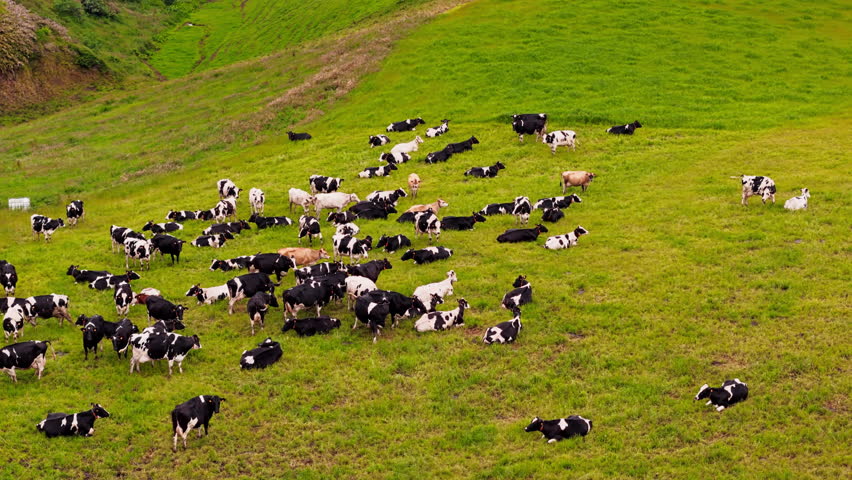 Aerial drone view of cows on pasture in Sao Miguel, Azores. Agricultural landscape with dairy cattle grazing