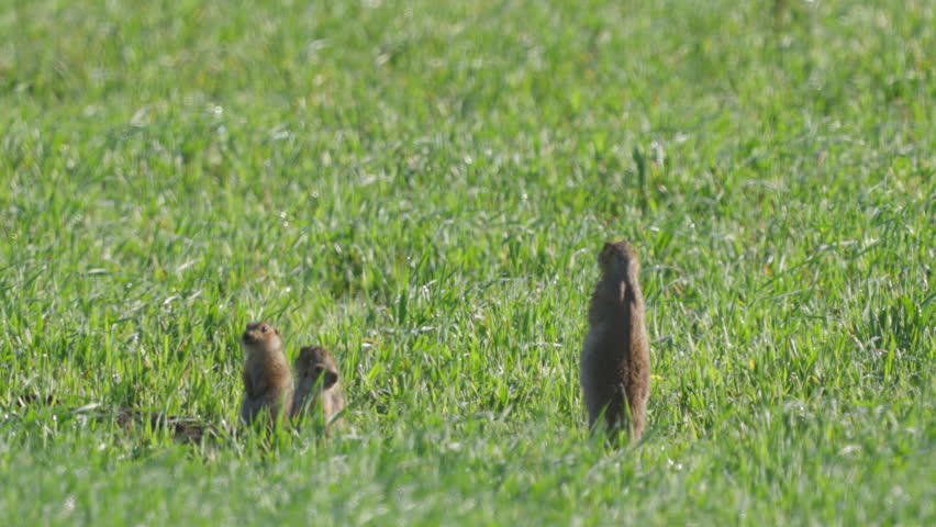 Ground squirrels (Unstriped ground squirrel)  in a meadow in green grass. Wildlife. 