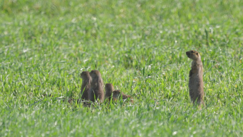 Ground squirrels (Unstriped ground squirrel)  in a meadow in green grass. Wildlife. 