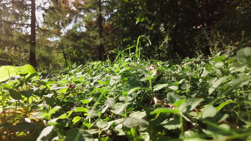 The camera moves among the grass and leaves in the forest.