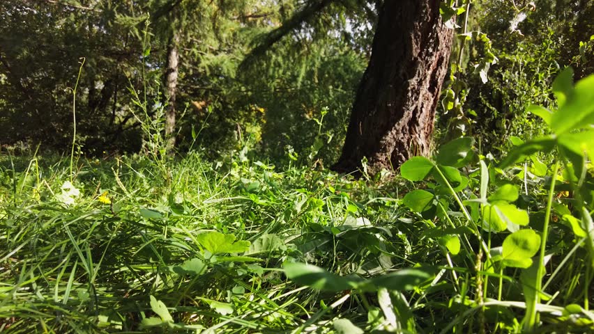 The camera moves among the grass and leaves in the forest.