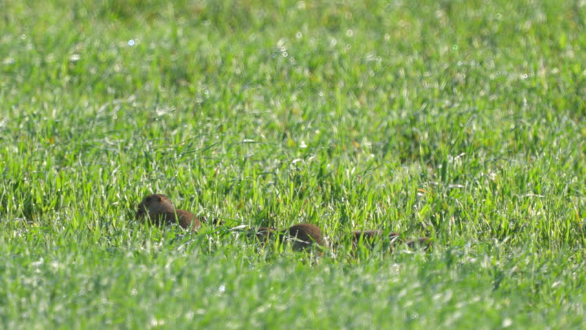 Ground squirrels (Unstriped ground squirrel)  in a meadow in green grass. Wildlife. 