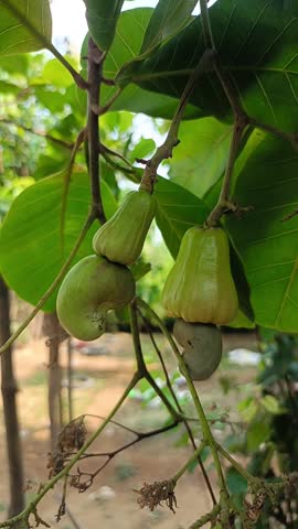   cashew nut, kaju,, kairi, raw cashew, unripe cashew, green cal fruit, agriculture, farming, plantation, orchard, nature, data