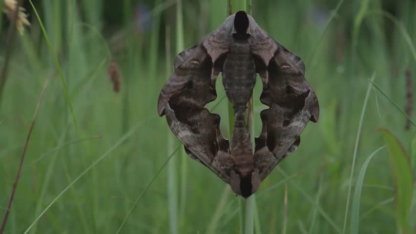 Eyed hawk-moth (Smerinthus ocellata) mating in meadow in spring. Bas Rhin, Alsace, France, Europe.