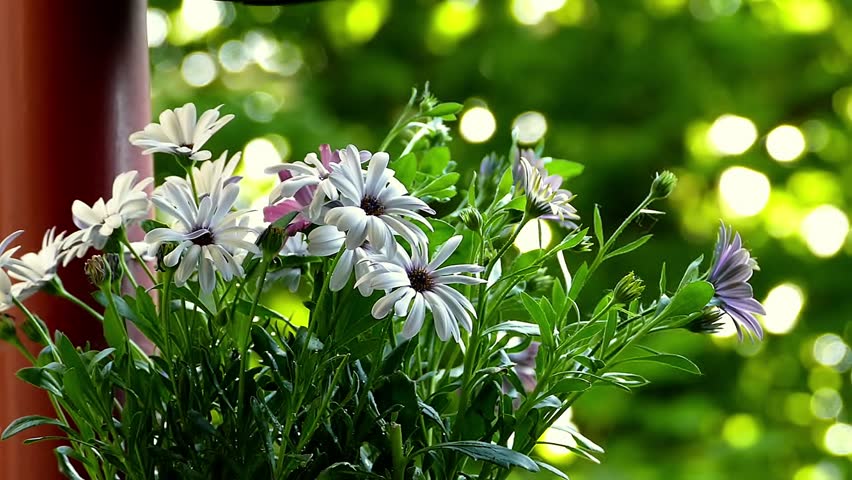 spring flowers in the grass
