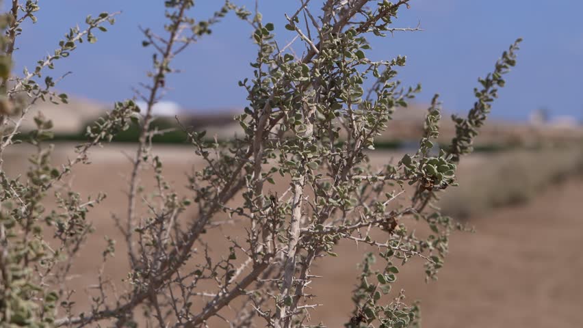Close-up view of a green thorny bush with small leaves gently swaying in the wind, set against a blurred background of a sandy desert landscape under a clear blue sky in marsa alam, egypt