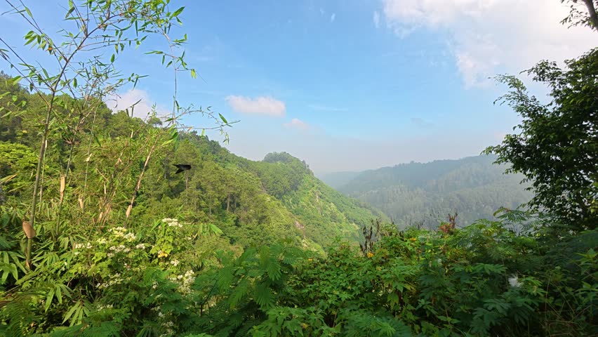 Mountain Valley - Wide Angle Shot - Hazy green forested landscape framed by lush foreground vegetation