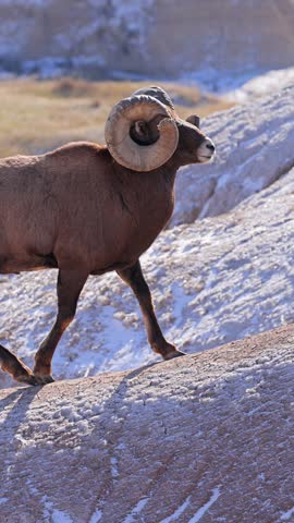 Wild Bighorn Sheep in the rugged landscape of Badlands National Park, South Dakota in the winter. Verticl video.