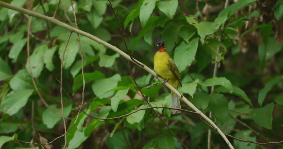 Black-crested bulbul foraging in its natural tree habitat bird wildlife