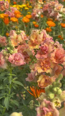 ⁠A close-up vertical shot of beautiful orange snapdragon and yellow flowers blooming in a park.