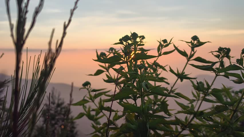Scenic mountain morning landscape with golden sun rising over foggy hills, viewed through green wild plants silhouettes.