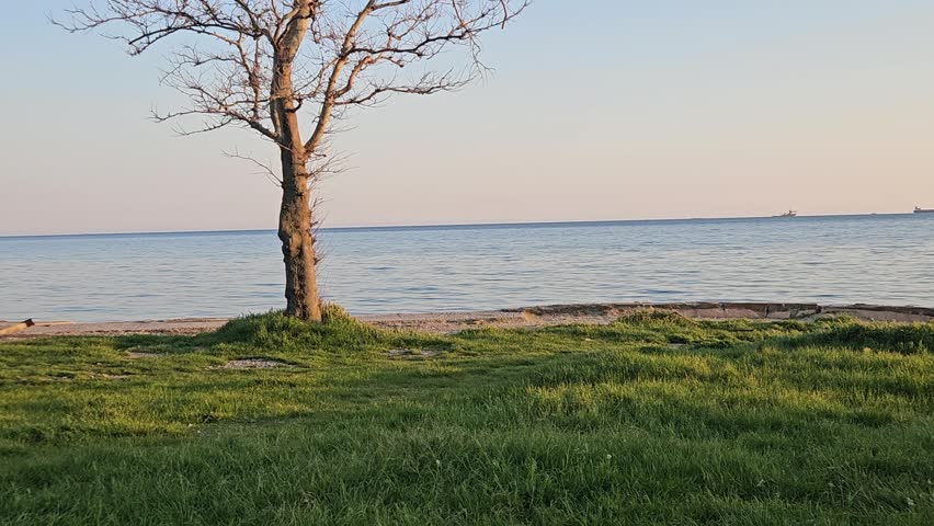 Lonely bare tree on a grassy shore at sunset with calm sea and distant cargo ships on the horizon