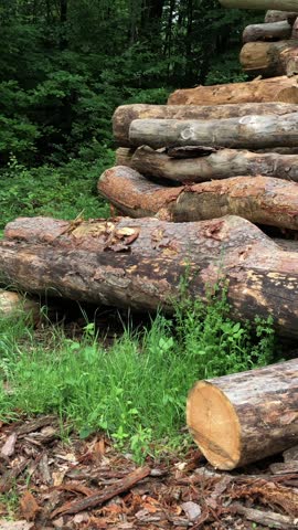 Felled trees in a forest, deforestation logging industry in the woodlands, stack of cut logs, wooden material in Westerwald Germany Europe vertical video 