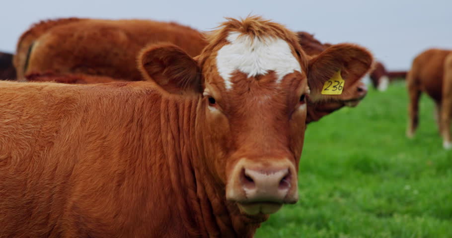 Face, farming and cows with agriculture, field and countryside with sustainability. Outdoor, dairy supply chain and free range with animal, cattle grazing and livestock with meat production and tag