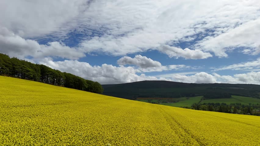 Stunning yellow canola flower fields in full bloom rolling hills landscape from above