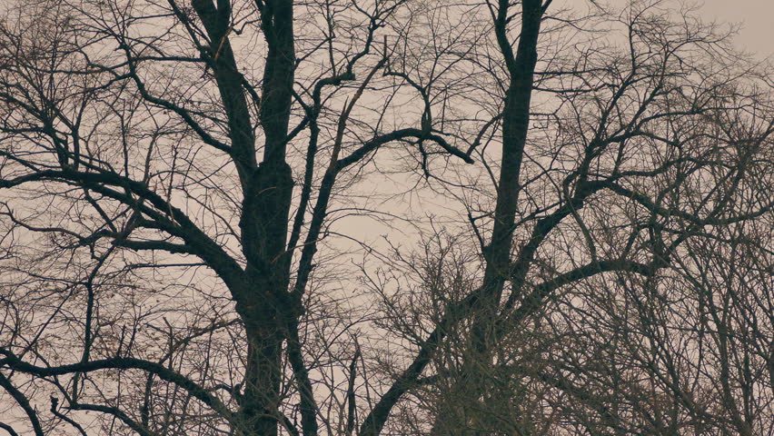 Bare Trees In Breeze At Dusk
