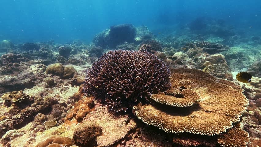 Similan Islands, Thailand: Witness vibrant fish, coral, and marine life in clear blue waters.