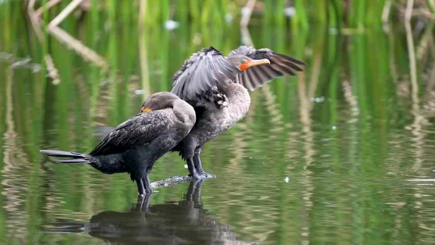 Close-up footage of double-crested cormorants standing in a lake, showcasing natural waterbird behavior and detailed feather texture in crisp 4K resolution.