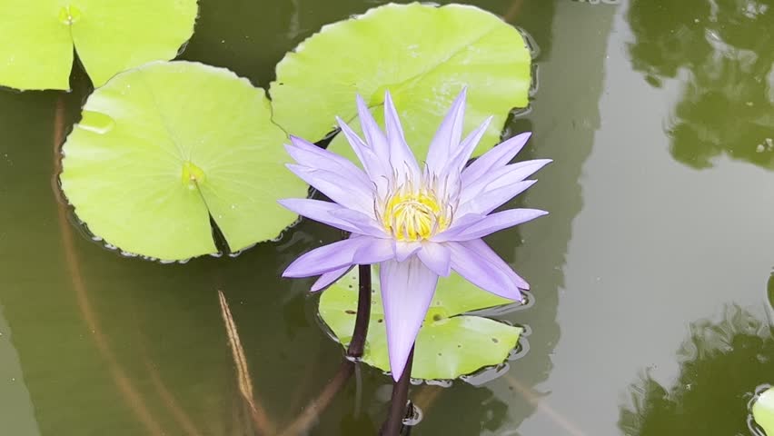 Purple lotus flowers in the pond.