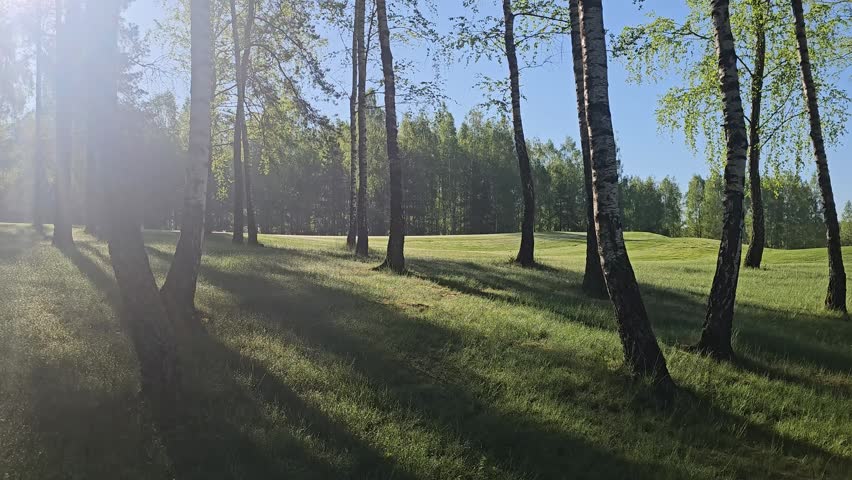 Sunlight shines through the branches of trees in a grassy area. Shadows stretch across the ground as morning light brightens the landscape and highlights the greenery.