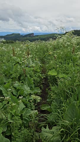 Mountain wild field with lush plants under cloudy skies
