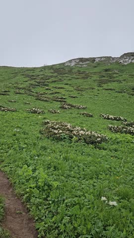 Green alpine meadow stretching across rolling mountain slopes