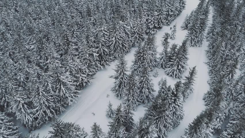 Aerial View of Snowy Ski Slope Corridor through Dense Conifer Forest in Central Europe Winter