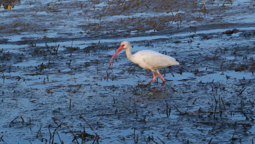 Georgia, These birds are American White Ibises (Eudocimus albus), a species of medium-sized wading birds common in wetlands and coastal areas of the Americas. Adults feature bright white plumage, distinctive red-orange down-curved bills, and pinkish-red legs. They primarily forage in shallow waters for crayfish, crabs, insects, and small fish, using their specialized bills to probe the mud.