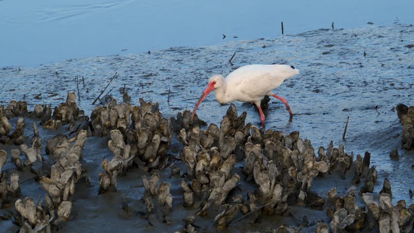 Georgia, These birds are American White Ibises (Eudocimus albus), a species of medium-sized wading birds common in wetlands and coastal areas of the Americas. Adults feature bright white plumage, distinctive red-orange down-curved bills, and pinkish-red legs. They primarily forage in shallow waters for crayfish, crabs, insects, and small fish, using their specialized bills to probe the mud.